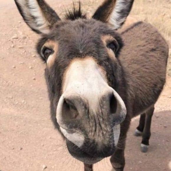 Meet your Posher, Gino - Picture 1 of 1